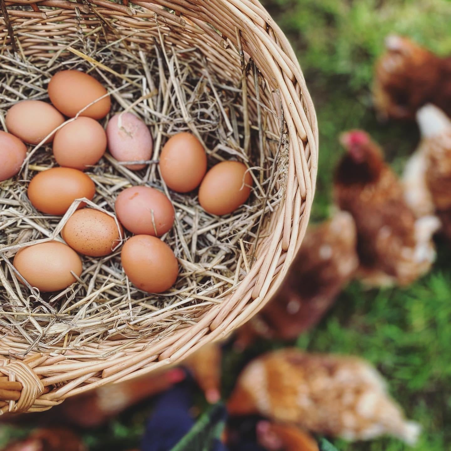 Free Range Eggs Basket