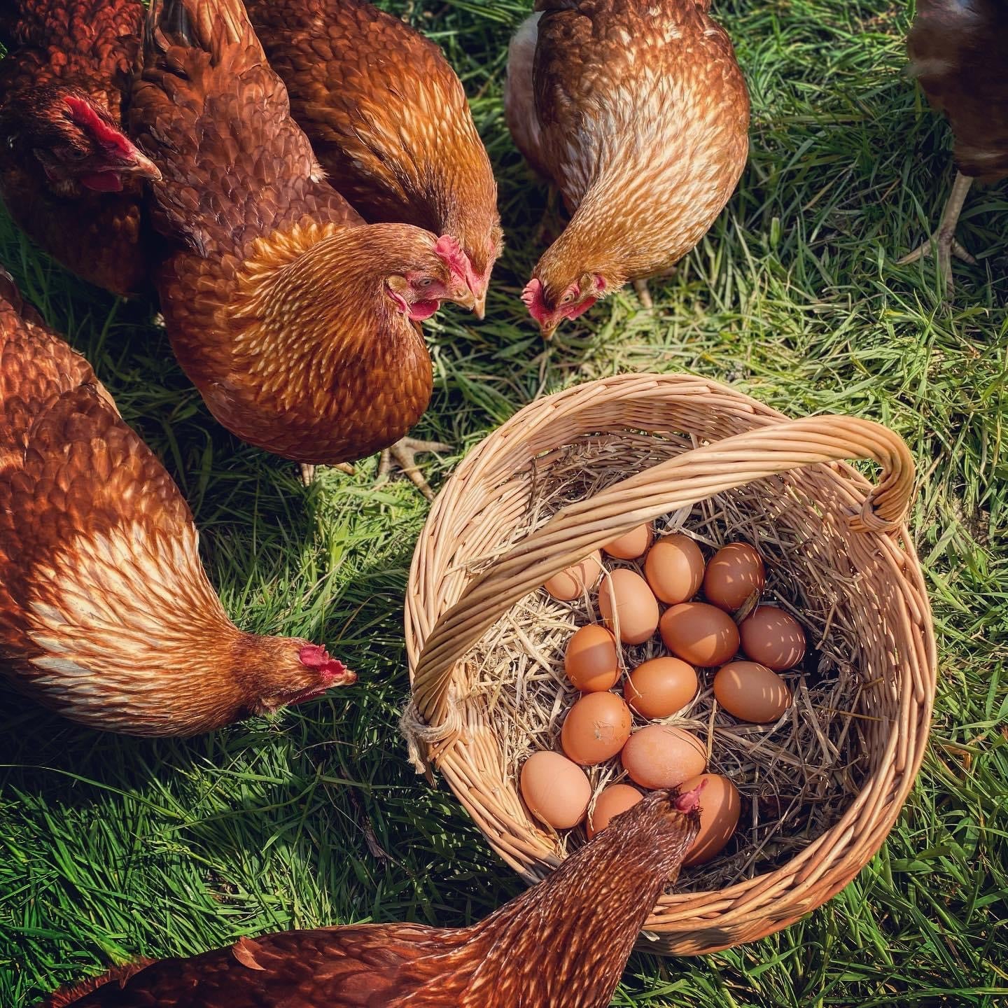 Hens Free Range Eggs Basket